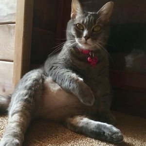 Meet your Posher, Lorry